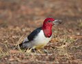 _3SB1779 red-headed woodpecker a85x11